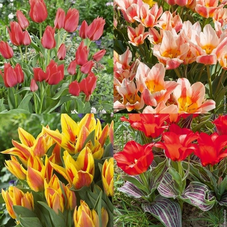 tulipani botanici