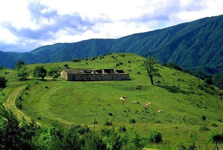 Una veduta del Parco di Campigna