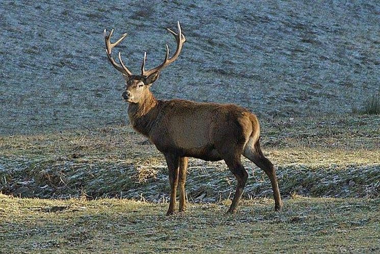 Un cervo del Parco di Campigna