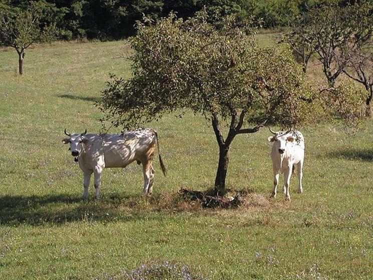 Mucche di razza Chianina