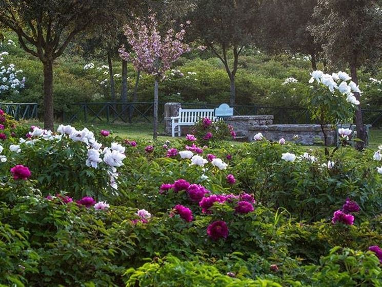 Le peonie del Centro botanico Moutan