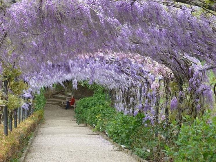 Dettaglio di un vialetto coperto del giardino