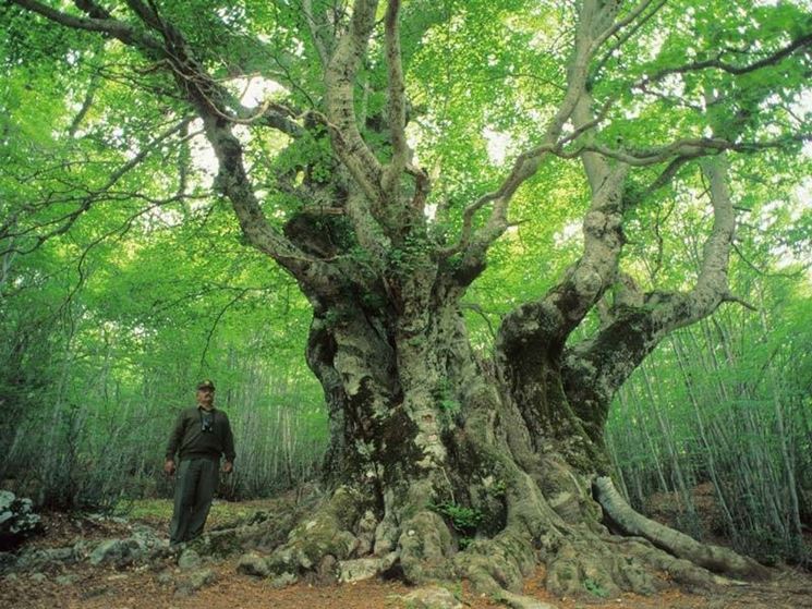 Albero secolare all'interno del parco nazionale