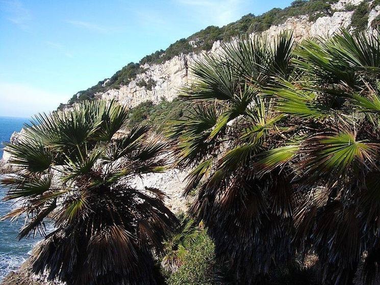 Palme nane alle pendici del promontorio