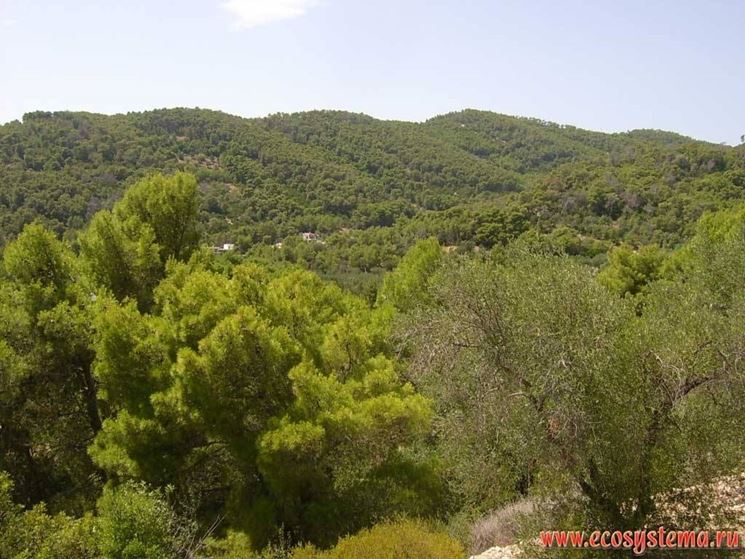 Paesaggio del Parco Gargano