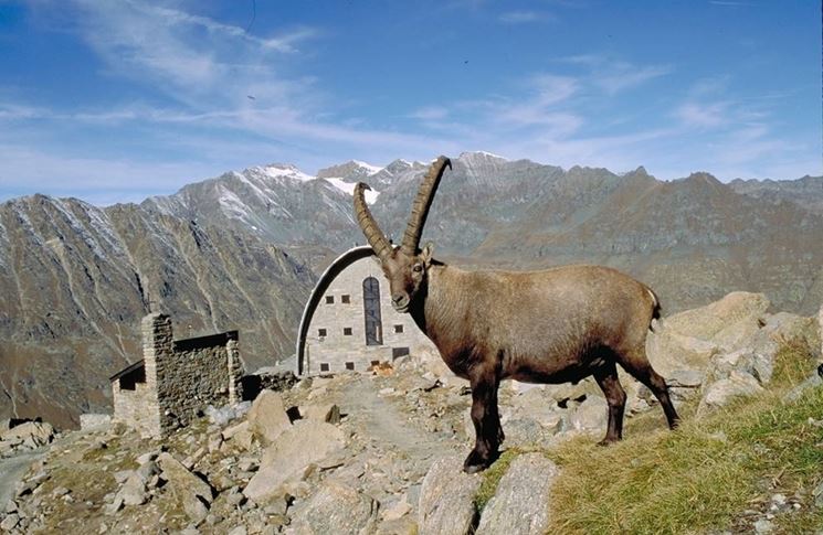 Lo stambecco animale emblema del Parco del Gran Paradiso