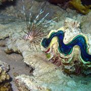 Pesce Leone fondale della Maddalena