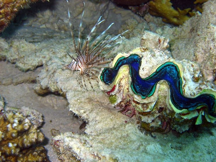 Pesce Leone fondale della Maddalena