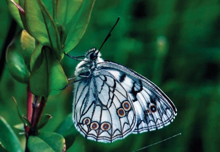 Farfalla Melanargia arge