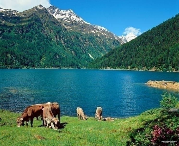 Scorcio del Parco dello Stelvio vicino Bormio