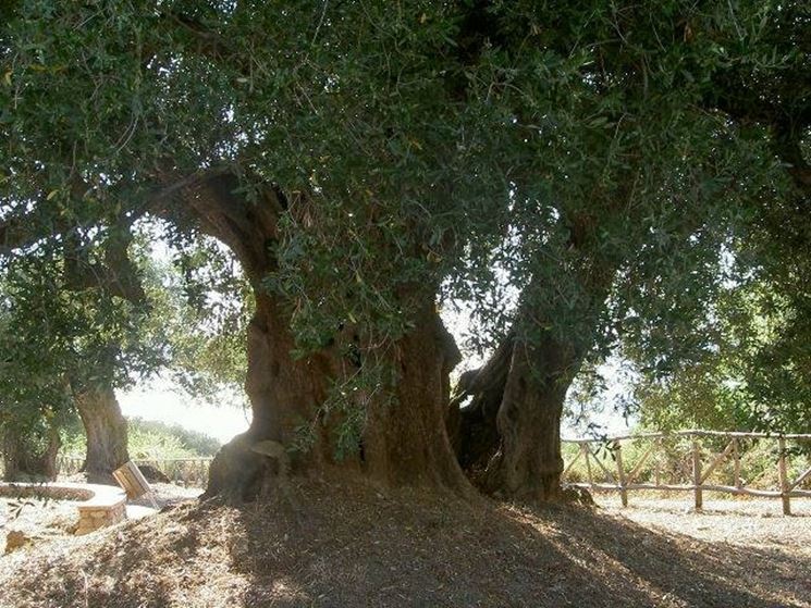 Olea europaea