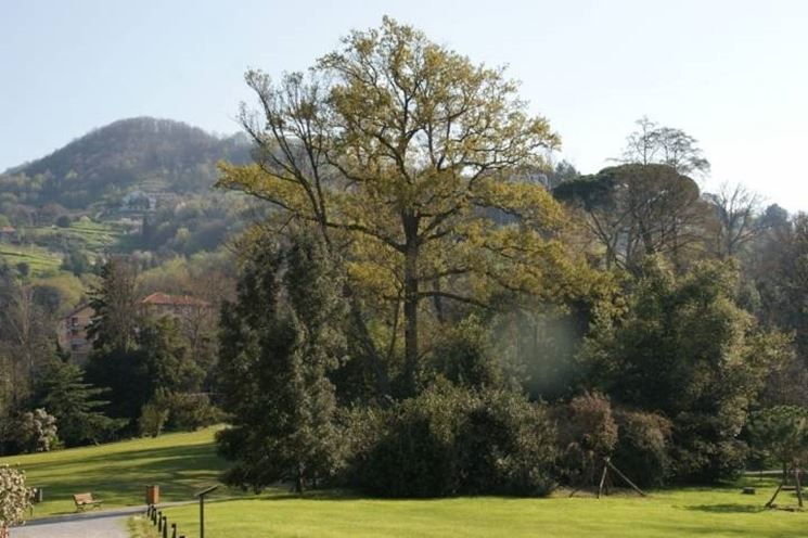 Un particolare del parco di Villa Serra