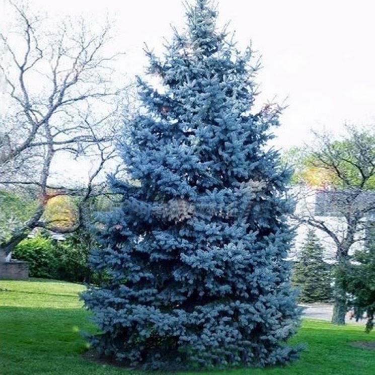 Albero Di Natale Pino O Abete.Radici Abete Domande E Risposte Giardino Abete Sul Confine L Esperto Risponde