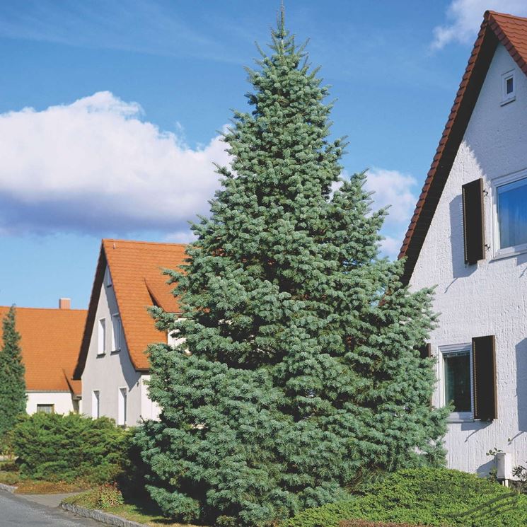 abies concolor