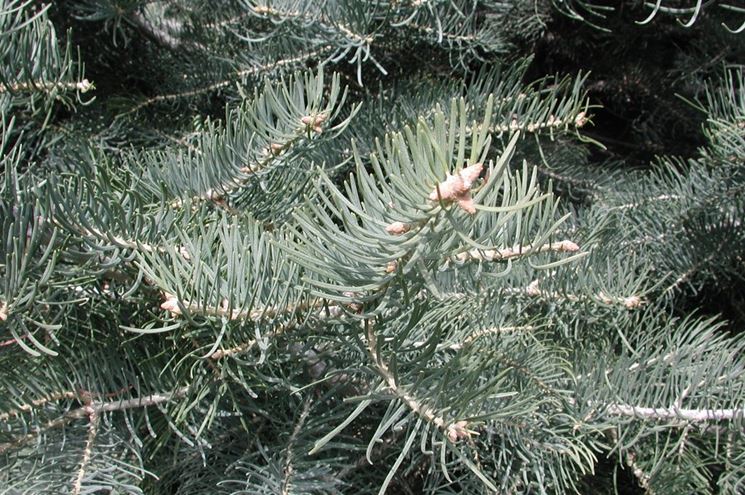 abies concolor