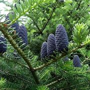 Abies koreana - pigne