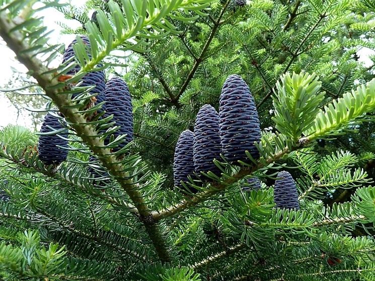 Abies koreana - pigne