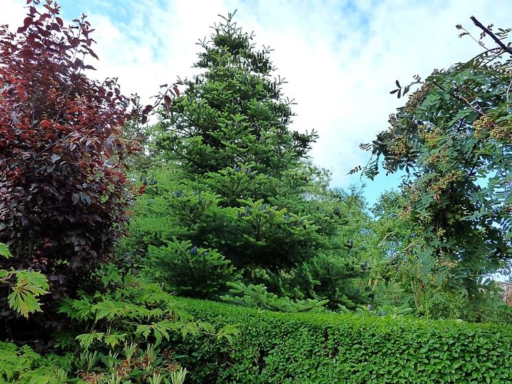 Abies koreana - albero