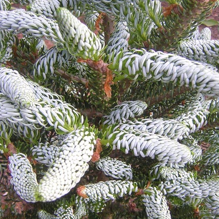 abies koreana silver show