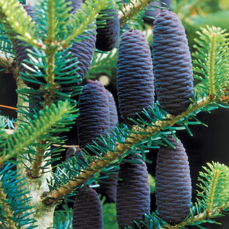 abies koreana