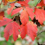 Acer griseum - Albero