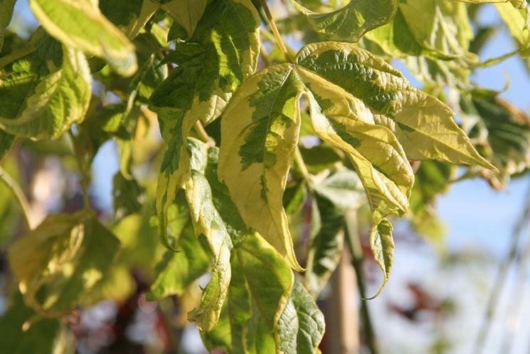 Acer negundo variegato