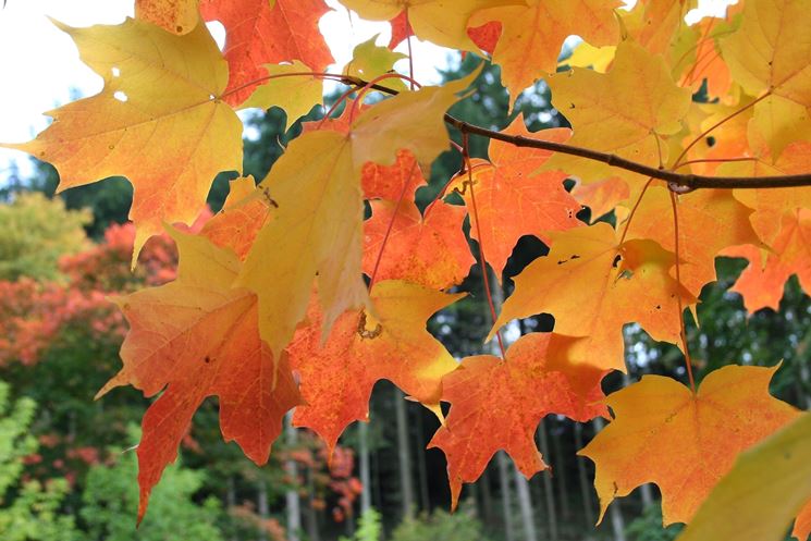 Acer saccharum - Pianta