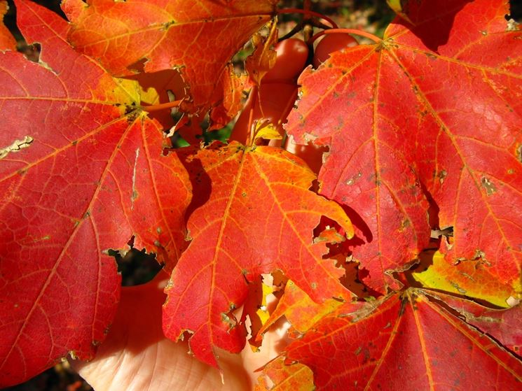 Acer saccharum - Fogliame