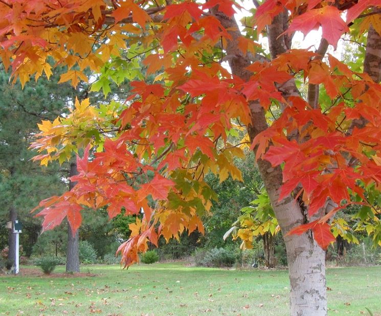 Acer saccharum - Foglie Autunno