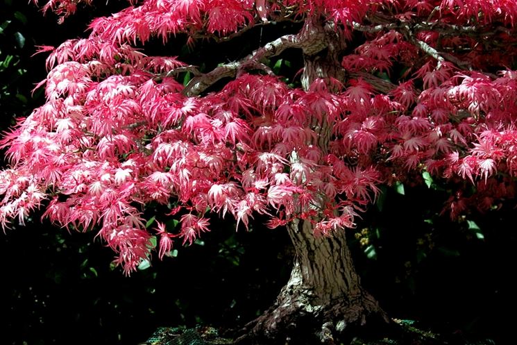 Acer palmatum