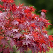 Foglia di acer palmatum