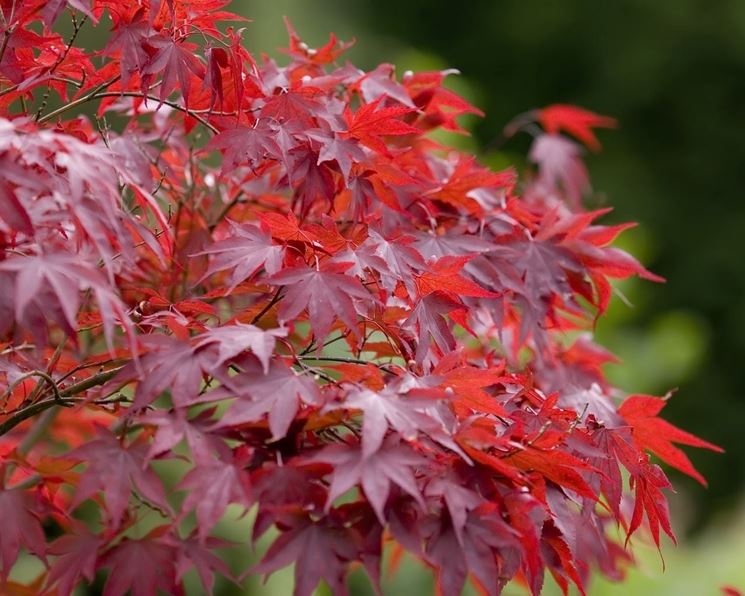 Foglia di acer palmatum