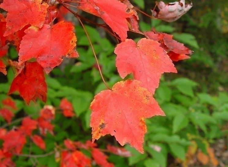 Acer rubrum