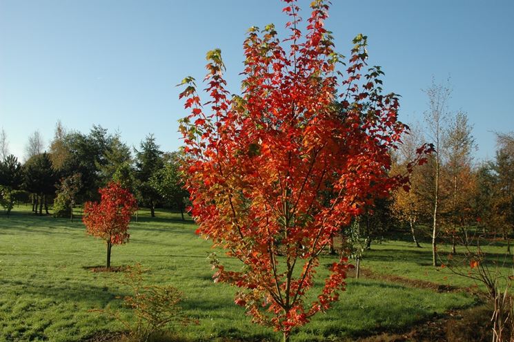 Acer griseum