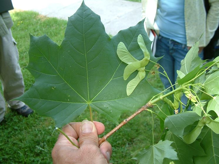 Acer platanoides