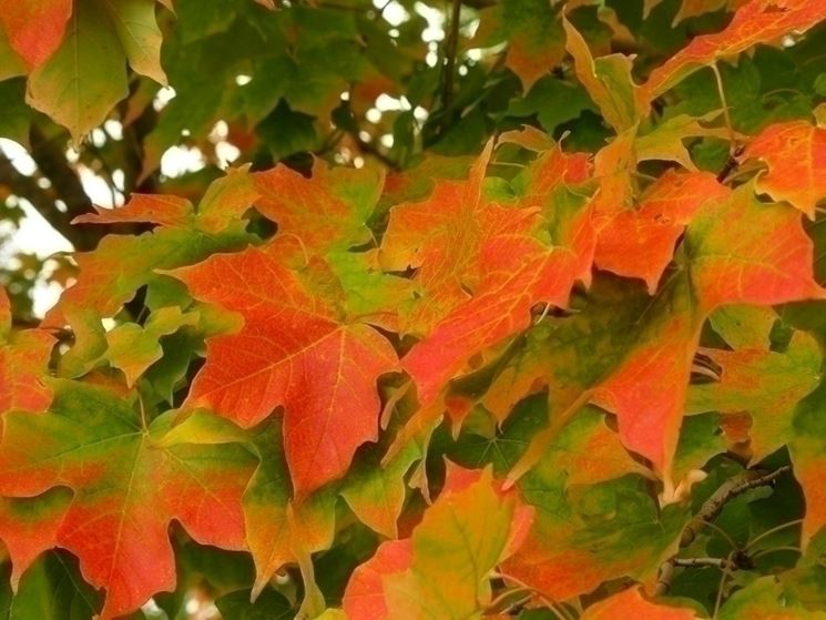 Acer saccharum