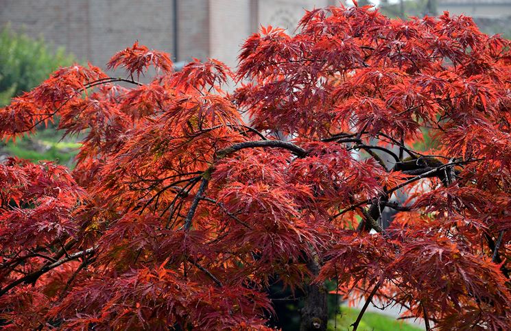 Acer palmatum