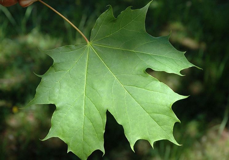 Acer platanoides