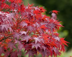 Foglia di acer palmatum