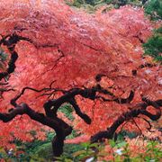 acero rosso giapponese
