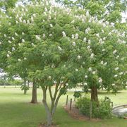 giovane pianta di aesculus californica