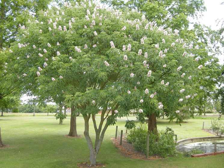 giovane pianta di aesculus californica