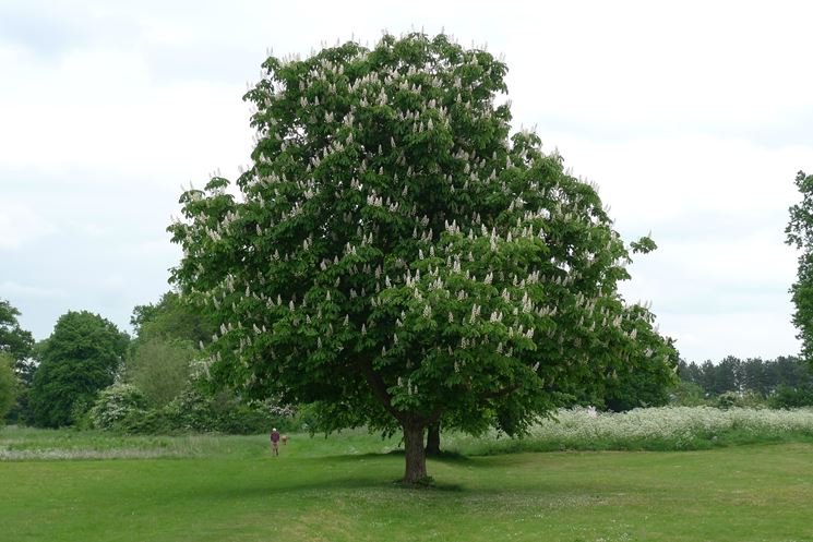 albero di ippocastano