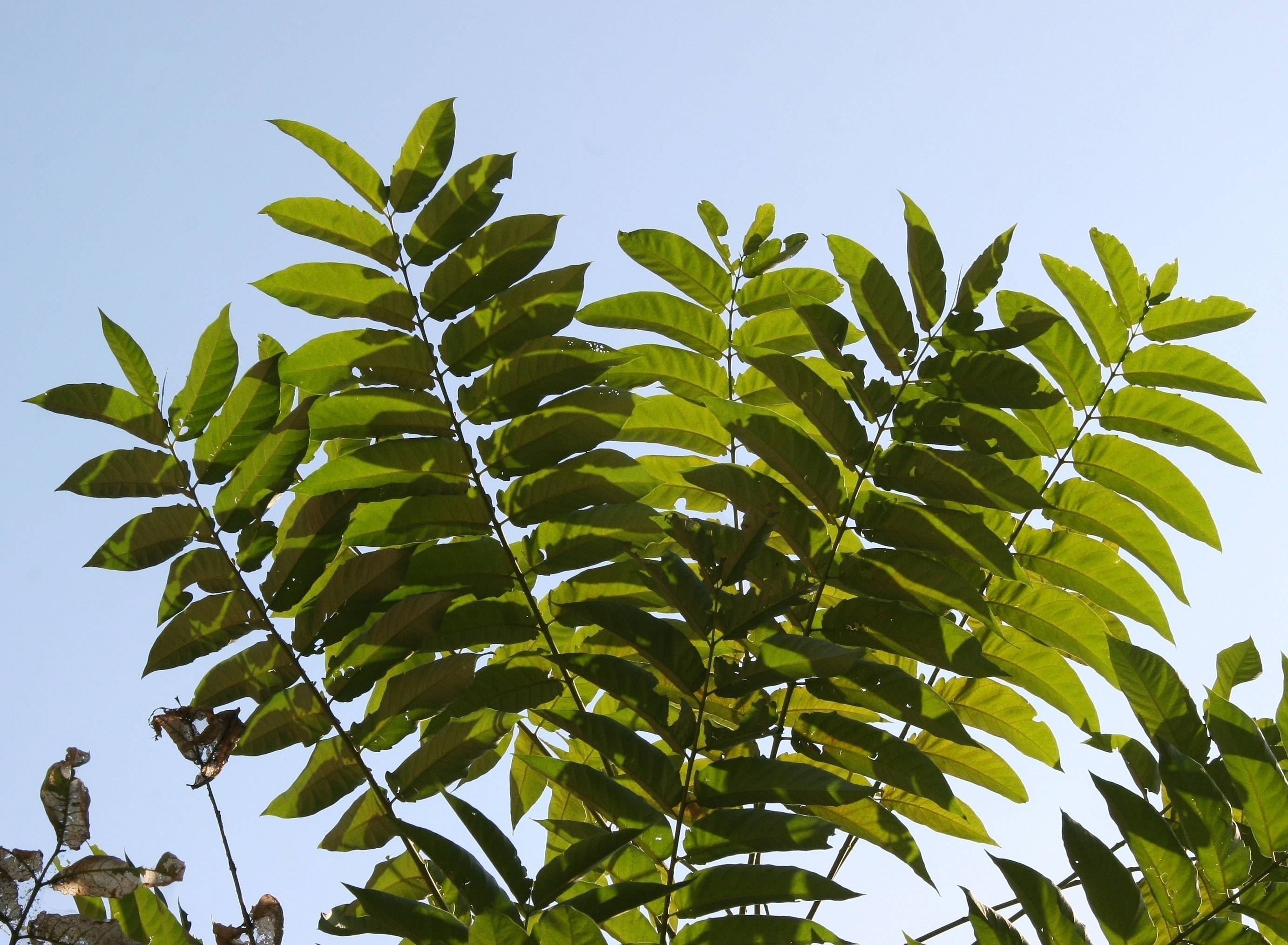 Ailanthus altissima растение. Дерево вонючка Айлант. Китайский Айлант. Ailanthus altissima Айлант высочайший. Листосос ясеневый 6 букв