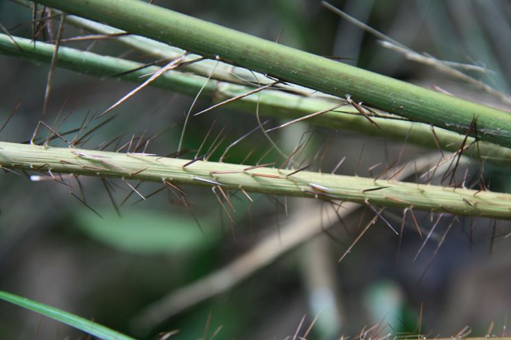 aiphantes aculeata