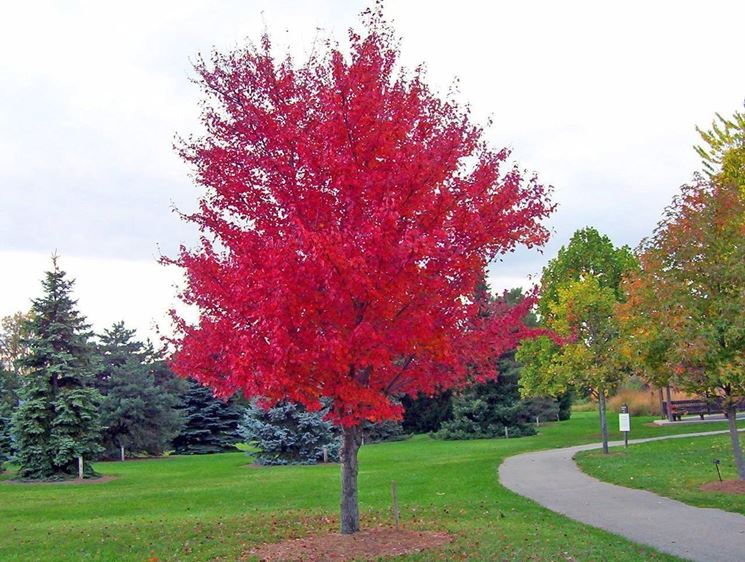 Alberi A Crescita Rapida Alberi