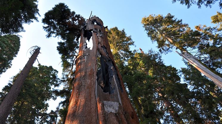 sequoie