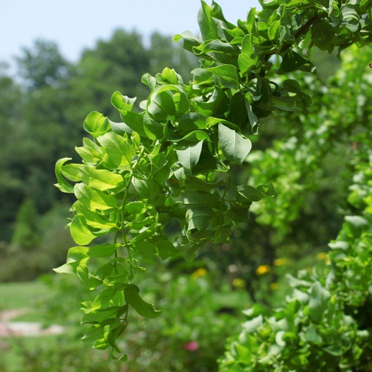 foglie robinia