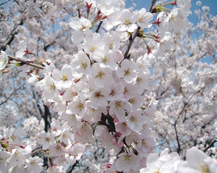 Risultati immagini per albero con fiori