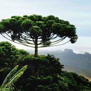 ARAUCARIA